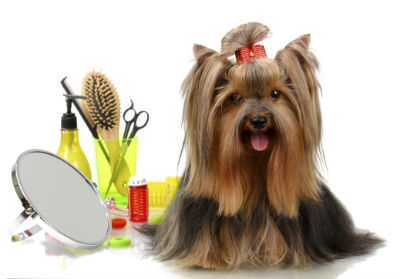 pet-grooming1